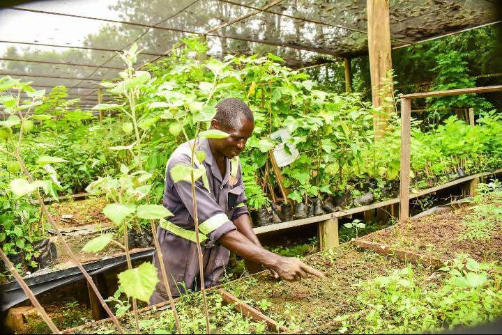 Climate Action: Greening Siaya